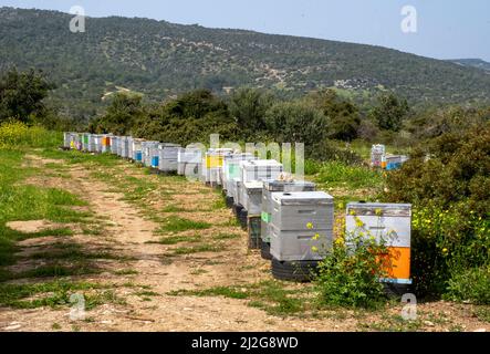 Colourful row of bee hives near Neo Chorio, Republic of Cyprus. Stock Photo