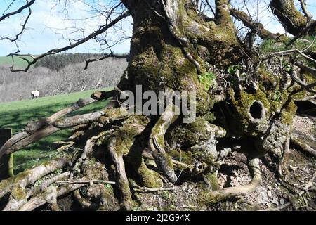 Gnarled and twisted roots, trunk and branches covered in moss and pennywort of an oak tree lining a bridle way on a sunny spring day in Cornwall, UK. Stock Photo