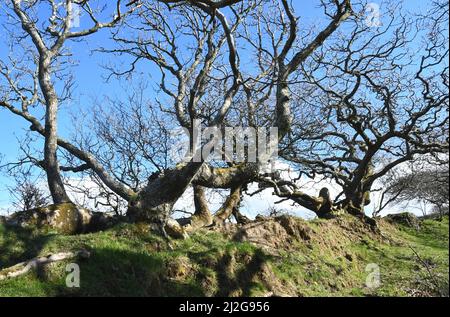 Gnarled and twisted roots, trunk and branches covered in moss of an oak tree lining a bridle way on a sunny spring day under a bright blue sky in Corn Stock Photo
