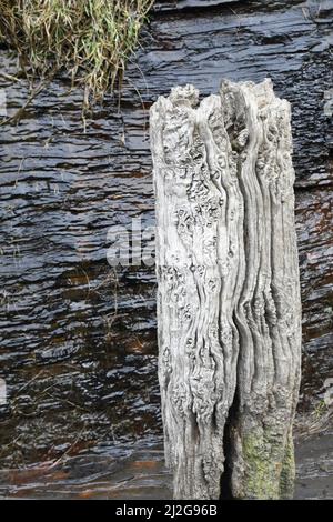 A weathered wooden stake used as a bollard on the quay in the harbour in Boscastle, with a water covered rock face. Cornwall.England.UK Stock Photo