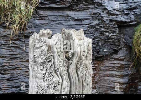 Top of a weathered grey wooden stake used as a bollard on the quay in the harbour in Boscastle, with a water covered rock face. Cornwall.England.UK Stock Photo