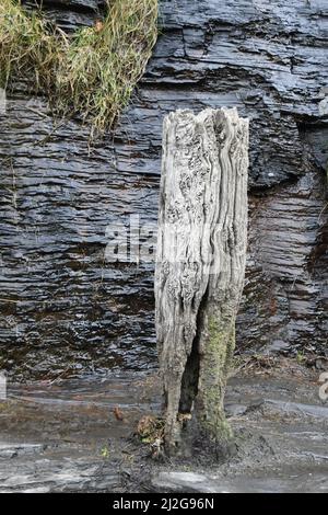 A weathered wooden stake used as a bollard on the quay in the harbour in Boscastle, with a water covered rock face. Cornwall.England.UK Stock Photo