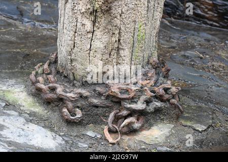 Rusty chain around the base of a wooden stake used as a bollard on the quay in the harbour in Boscastle, Cornwall.England.UK Stock Photo