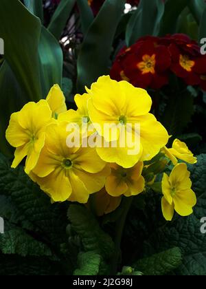 Primula vulgaris, the common primrose, is a species of flowering plant in the family Primulaceae, native to western and southern Europe, N.West Africa Stock Photo