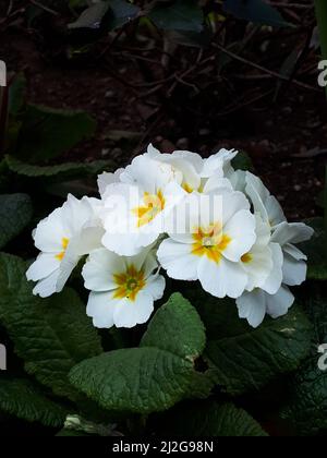 Primula vulgaris, the common primrose, is a species of flowering plant in the family Primulaceae, native to western and southern Europe, N.West Africa Stock Photo