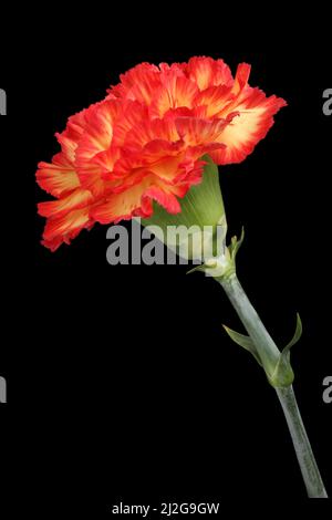 Yellow carnation with red edges of petals isolated on black background Stock Photo