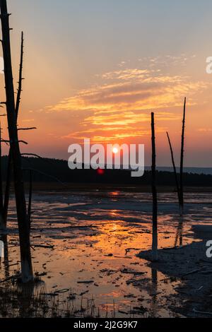 Bobby Socks trees silhouetted at sunset in Yellowstone National Park, United States Stock Photo