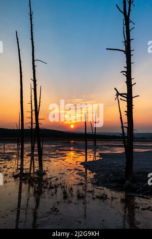 Bobby Socks trees silhouetted at sunset in Yellowstone National Park, United States Stock Photo