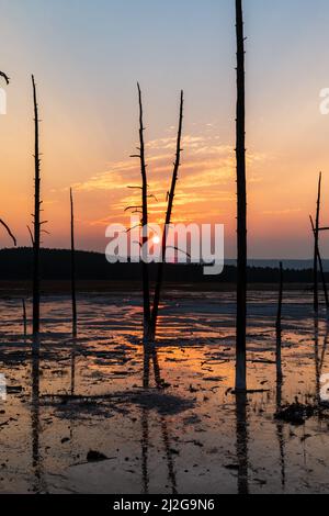 Bobby Socks trees silhouetted at sunset in Yellowstone National Park, United States Stock Photo