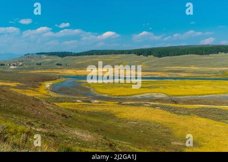 The Yellowstone River flows through lush, green Hayden Valley in Yellowstone National Park, USA Stock Photo