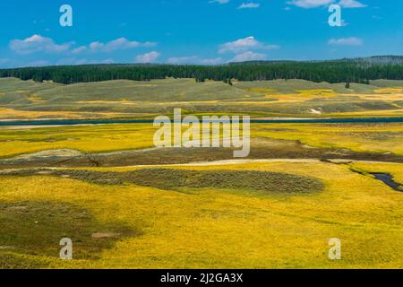 The Yellowstone River flows through lush, green Hayden Valley in Yellowstone National Park, USA Stock Photo