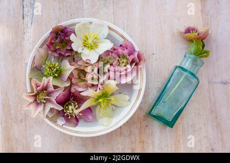 a ceramic bowl and rustic blue bottle with beautiful variete of pink and white hellebore on wooden table Stock Photo