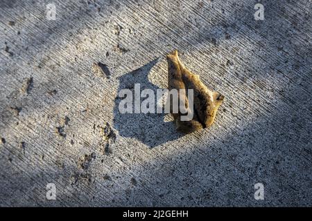 Single Autumn Leaf on Concrete Ground Stock Photo