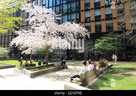 Pretty blossom on Pancras Square in late March, during a mini heat wave, behind Kings Cross, in north London, UK Stock Photo