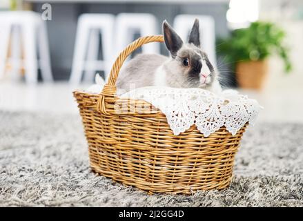 Every-bunny needs some-bunny sometimes. Shot of a cute rabbit sitting in a basket at home. Stock Photo