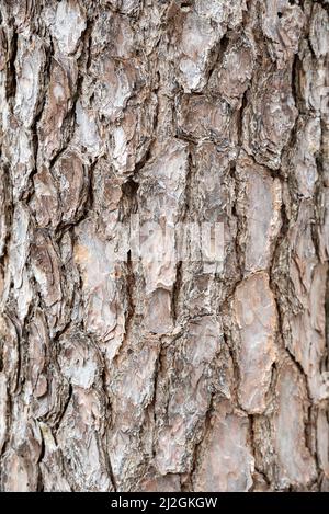 Oat Tree bark pattern backgrounds wallpaper Stock Photo