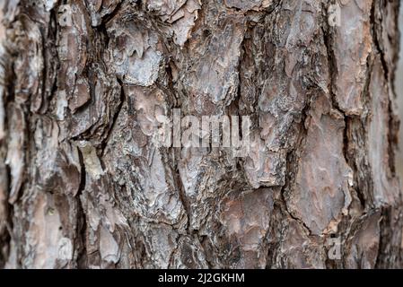 Oat Tree bark pattern backgrounds wallpaper Stock Photo