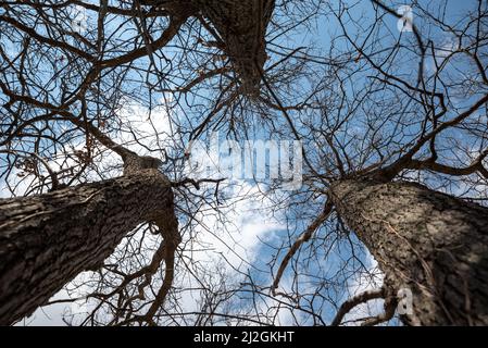 Tree top without leaves in early spring, end of winter. Top of the forest Stock Photo