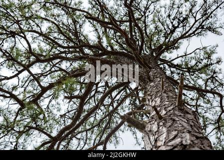Evergreen tree top in early spring Stock Photo