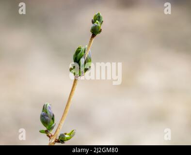 Budding bud with young leaves on a branch of a spring tree Stock Photo