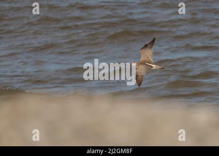 Whimbrel (Numenius phaeopus) adult in flight over sea near a harbour Stock Photo