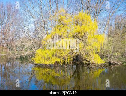 Scenic view of a yellow colored willow tree (Salix) along the water in a park Stock Photo