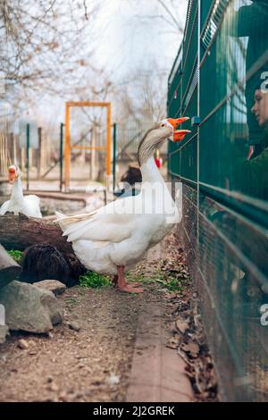 Portrait of Domestic goose, in profile on blurred background in a zoo. White goose. High quality photo Stock Photo