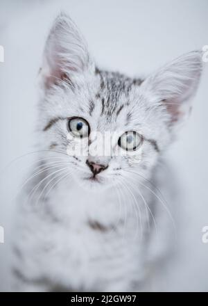 A vertical shot of a Egyptian Mau Stock Photo