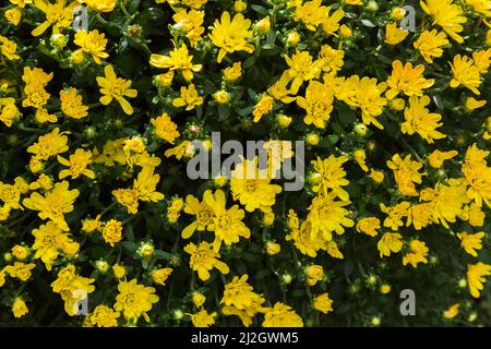 Yellow Autumn Chrysanthemum flowers. Stock Photo