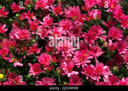 Red Autumn Chrysanthemum flowers. Stock Photo