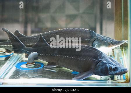 Siberian sturgeons for sale in fish store, live fish in supermarket Stock Photo