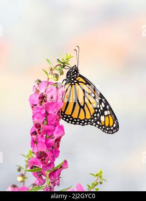 Side view of a Monarch butterfly (danaus plexippus) resting on a flower Stock Photo