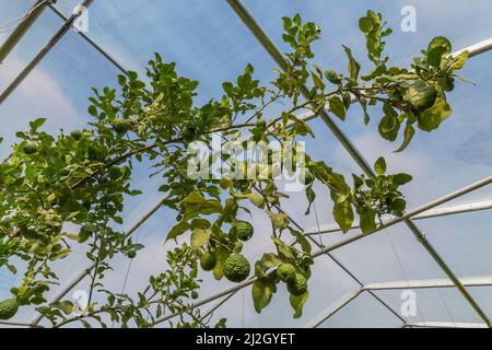 Citrus hystrix - Kaffir Lime fruit growing inside commercial greenhouse, Quebec, Canada Stock Photo