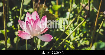 BANNER Sunrise morning sun real nature life beauty photo background. Macro close up single alone big fresh exotic pink lotus water lily flower. Yellow Stock Photo