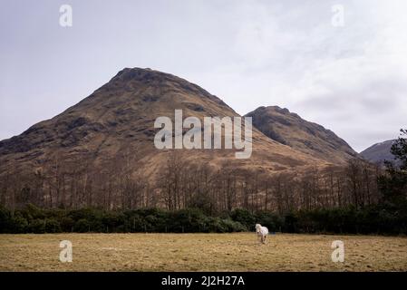 Glencoe, UK. 01st Apr, 2022. A horse is seen in a field off of the Glen Etive Road in the Highlands of Scotland April 1, 2022. Glen Etive road was featured in the movie 'Skyfall.' Photo by Ken Cedeno/Sipa USA Credit: Sipa USA/Alamy Live News Stock Photo