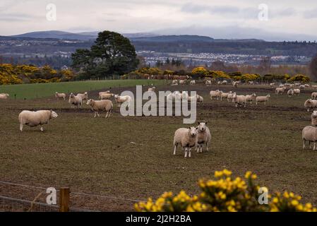 Glencoe, UK. 01st Apr, 2022. Sheep are seen in a field in the Highlands of Scotland April 1, 2022, near Inverness, Scotland. Photo by Ken Cedeno/Sipa USA Credit: Sipa USA/Alamy Live News Stock Photo