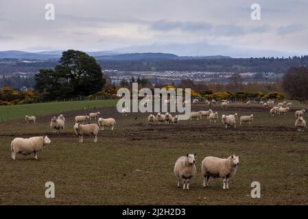 Glencoe, UK. 01st Apr, 2022. Sheep are seen in a field in the Highlands of Scotland April 1, 2022, near Inverness, Scotland. Photo by Ken Cedeno/Sipa USA Credit: Sipa USA/Alamy Live News Stock Photo