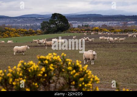 Glencoe, UK. 01st Apr, 2022. Sheep are seen in a field in the Highlands of Scotland April 1, 2022, near Inverness, Scotland. Photo by Ken Cedeno/Sipa USA Credit: Sipa USA/Alamy Live News Stock Photo