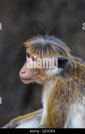 The toque macaque (Macaca sinica) is a reddish-brown-coloured Old World monkey endemic to Sri Lanka, where it is known as the rilewa or rilawa. It is Stock Photo