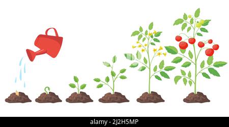 Cycle of growth of tomato plant vector illustrations set. Growing process from seedling in soil and flower to round red fruit isolated on white backgr Stock Vector