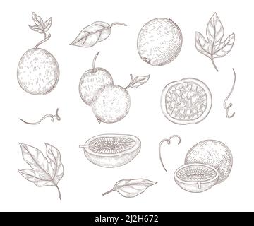 Fresh passionfruit engraved illustrations set. Hand drawn vintage sketch of whole passion fruits and halves, leaves isolated on white background. Food Stock Vector