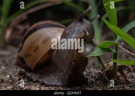 A close up of a giant African land snail (Lissachatina fulica) feeding on a plant in the Ecuadorian dry forest. Stock Photo