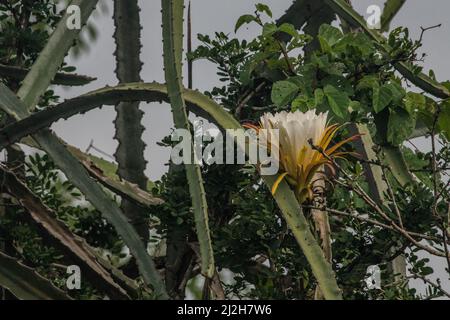 A wild flowering cactus, Hylocereus monacanthus/Selenicereus monacanthus, from the tumbesian dry forest of Ecuador. Stock Photo