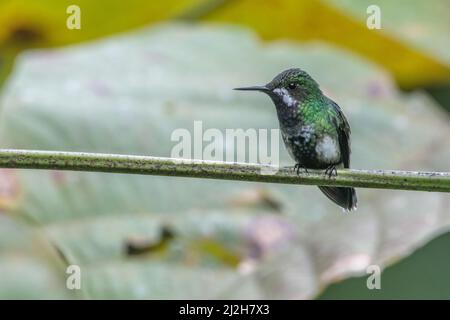 A green thorntail (Discosura conversii). a small hummingbird, seen in Buenaventura reserve, Ecuador, South America. Stock Photo