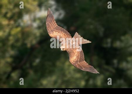 A black kite (Milvus migrans) in flight against a green background, India Stock Photo