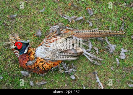 A dead common pheasant (Phasianus colchicus) in rural England