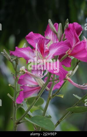 Bauhinia purpurea (Also called purple bauhinia, orchid tree, khairwal, karar) flower. In Indian traditional medicine, the leaves are used to treat cou Stock Photo