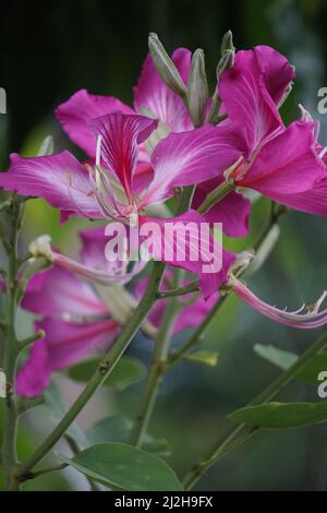 Bauhinia purpurea (Also called purple bauhinia, orchid tree, khairwal, karar) flower. In Indian traditional medicine, the leaves are used to treat cou Stock Photo