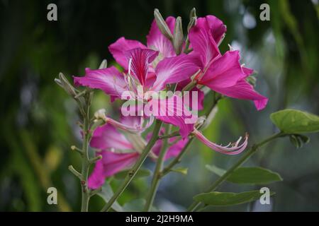 Bauhinia purpurea (Also called purple bauhinia, orchid tree, khairwal, karar) flower. In Indian traditional medicine, the leaves are used to treat cou Stock Photo