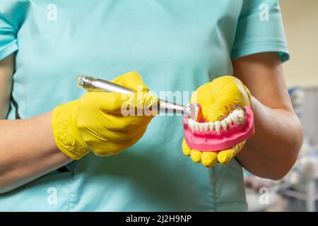 Head of high-speed dental handpiece with bur and a layout of the human jaw in dentist's hands. Dental instruments for dental treatment. Stock Photo